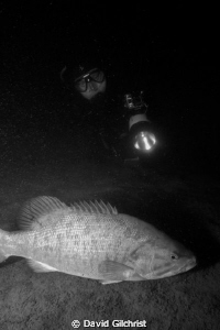 Diver approaches Bass during a night dive in the Niagara ... by David Gilchrist 